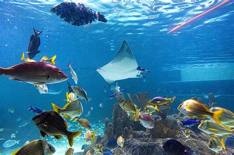 florida keys aquarium encounters tickets